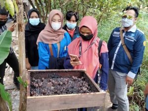 Mahasiswa STIE Kab. Kotim meneliti Madu Kelulut